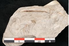 Foto (Detailansicht) von Podocarpus hochstetteri Ettingshausen (NHMW-GEO-2024-0188-10113)